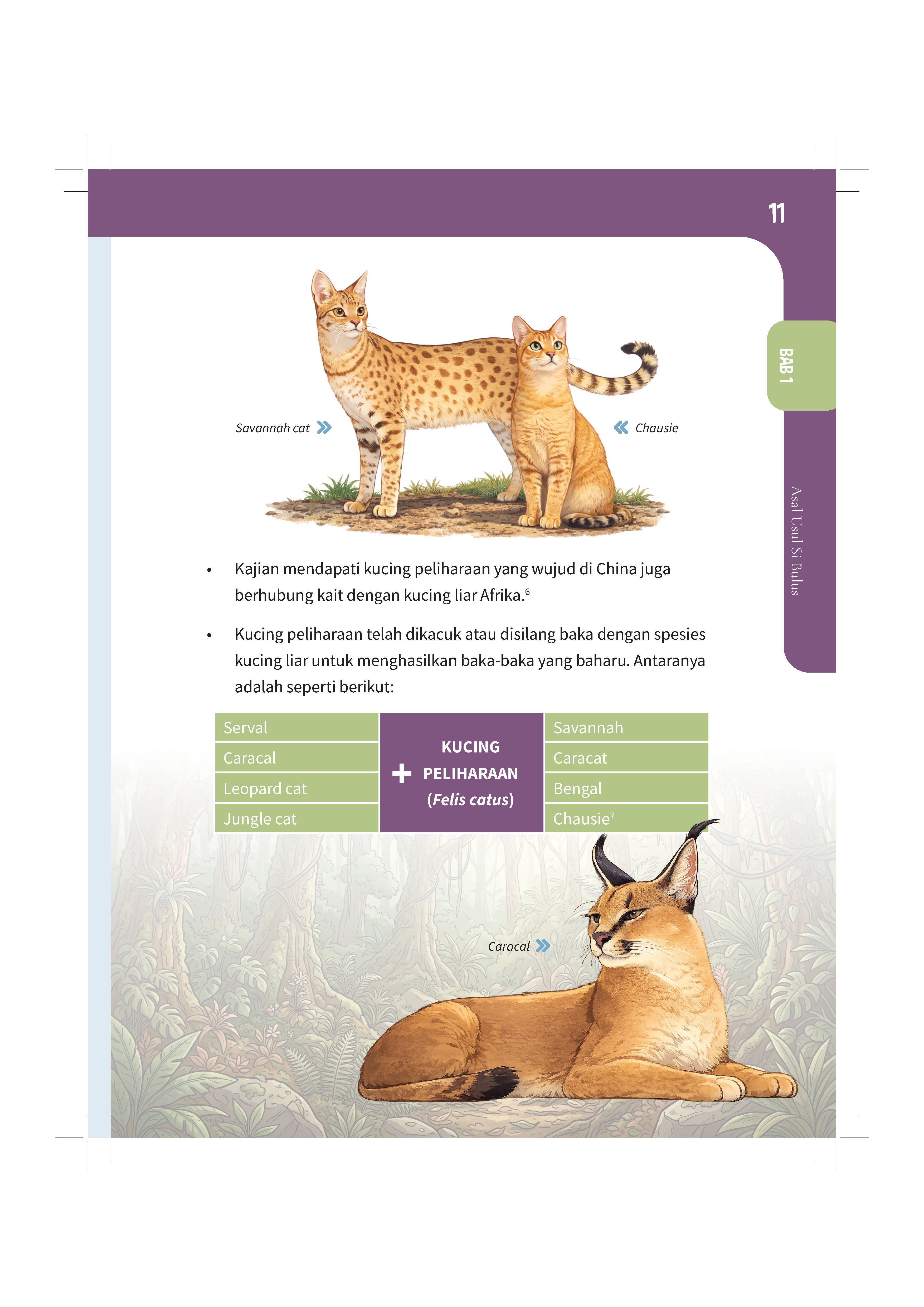 Bukucing - (TBBK1626)