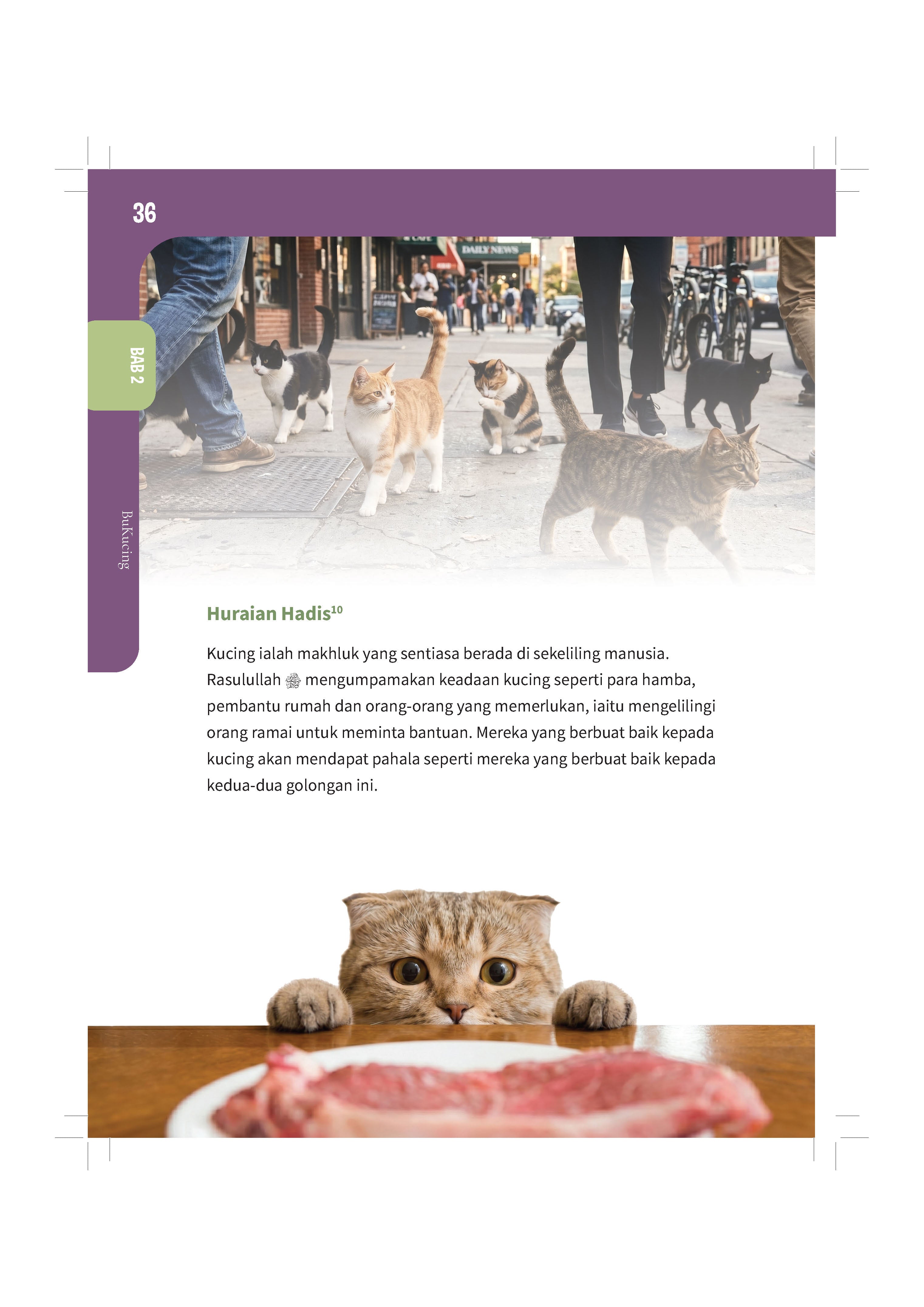 Bukucing - (TBBK1626)