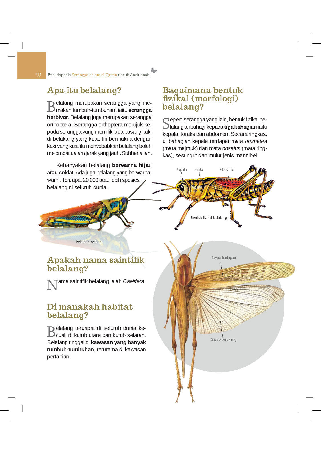 Ensiklopedia Serangga Dalam Al-Quran (Remake) - (TBBK1344A)