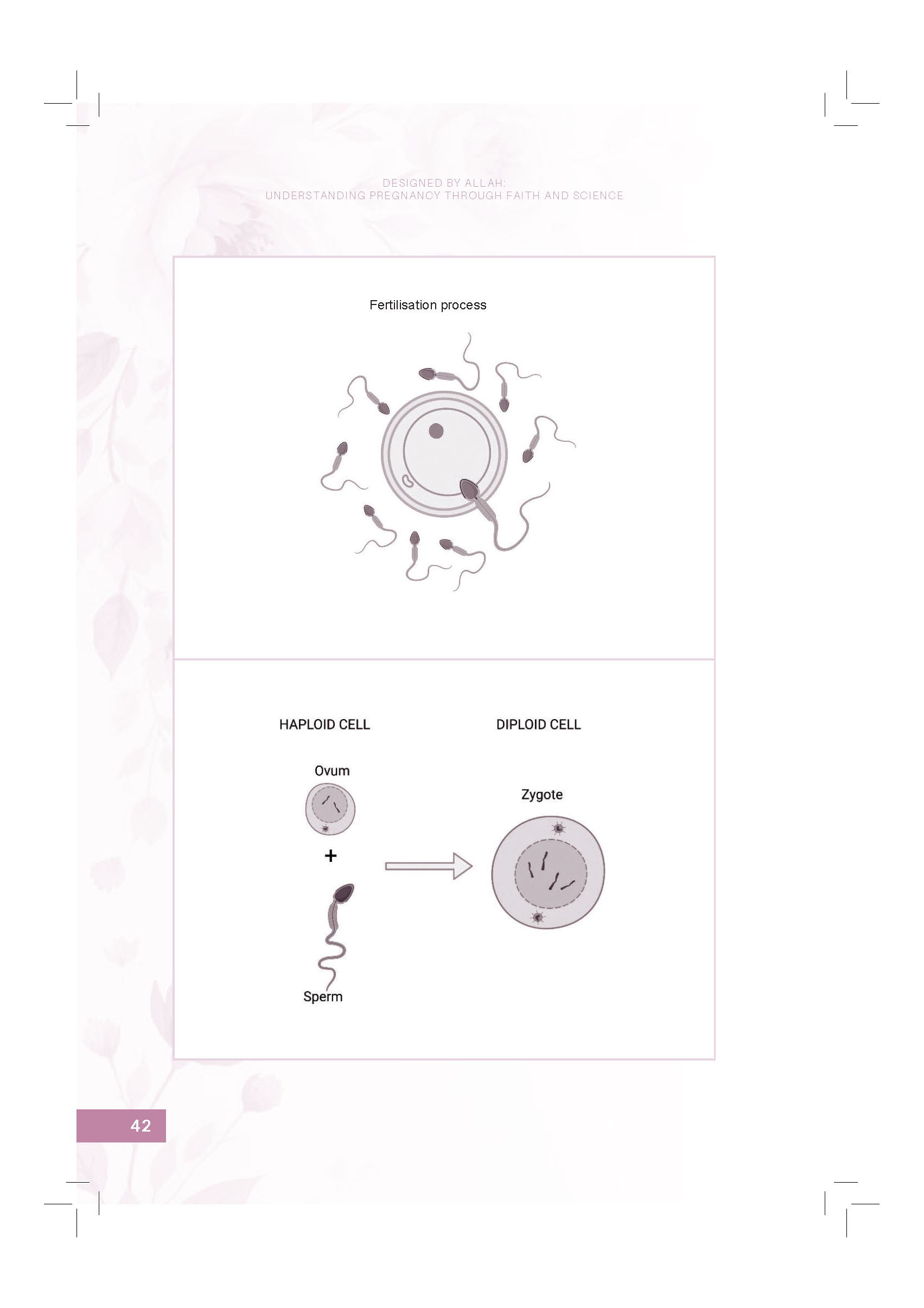 Designed By Allah: Understanding Pregnancy Through Faith And Science - (TBBK1617)