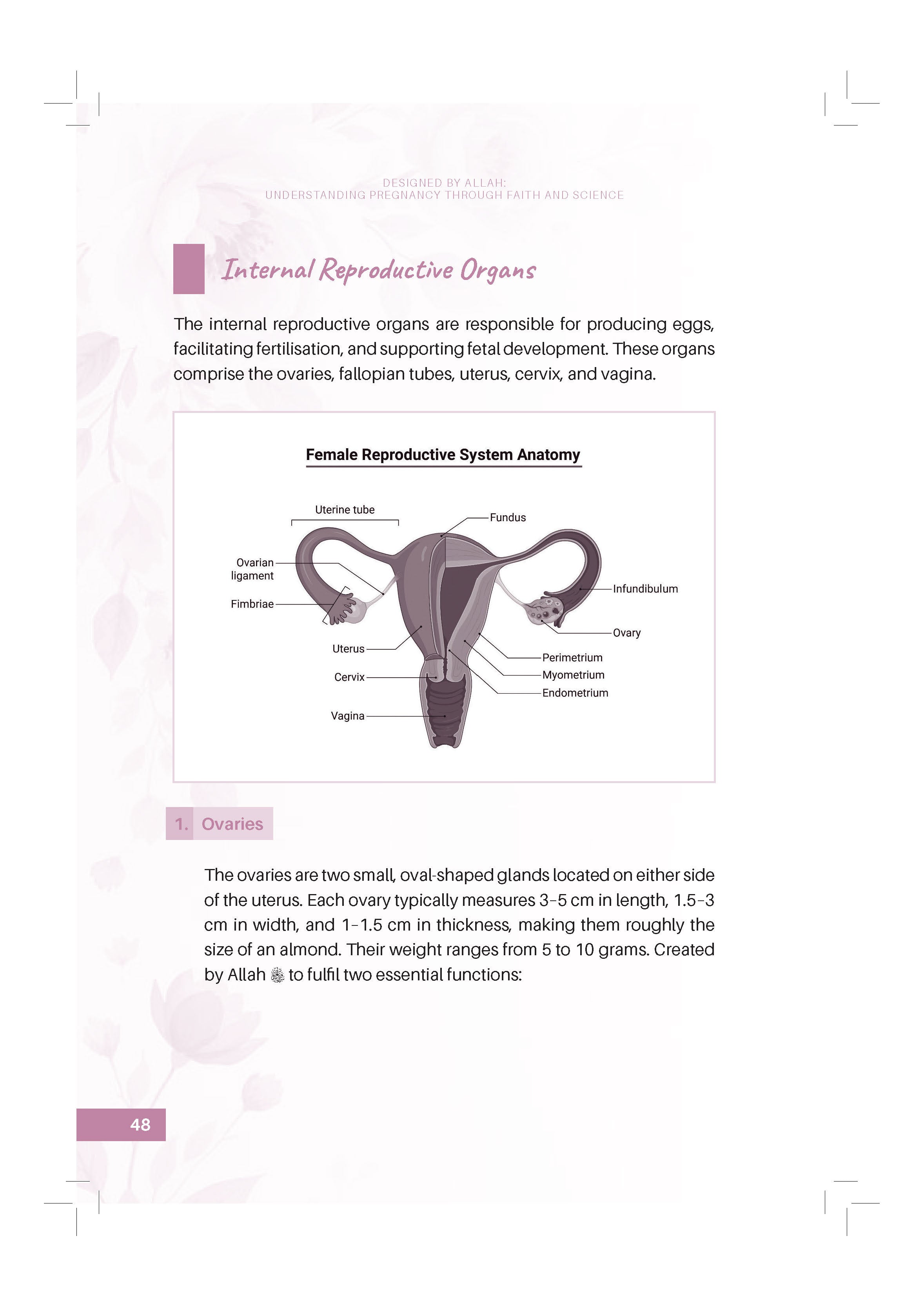 Designed By Allah: Understanding Pregnancy Through Faith And Science - (TBBK1617)