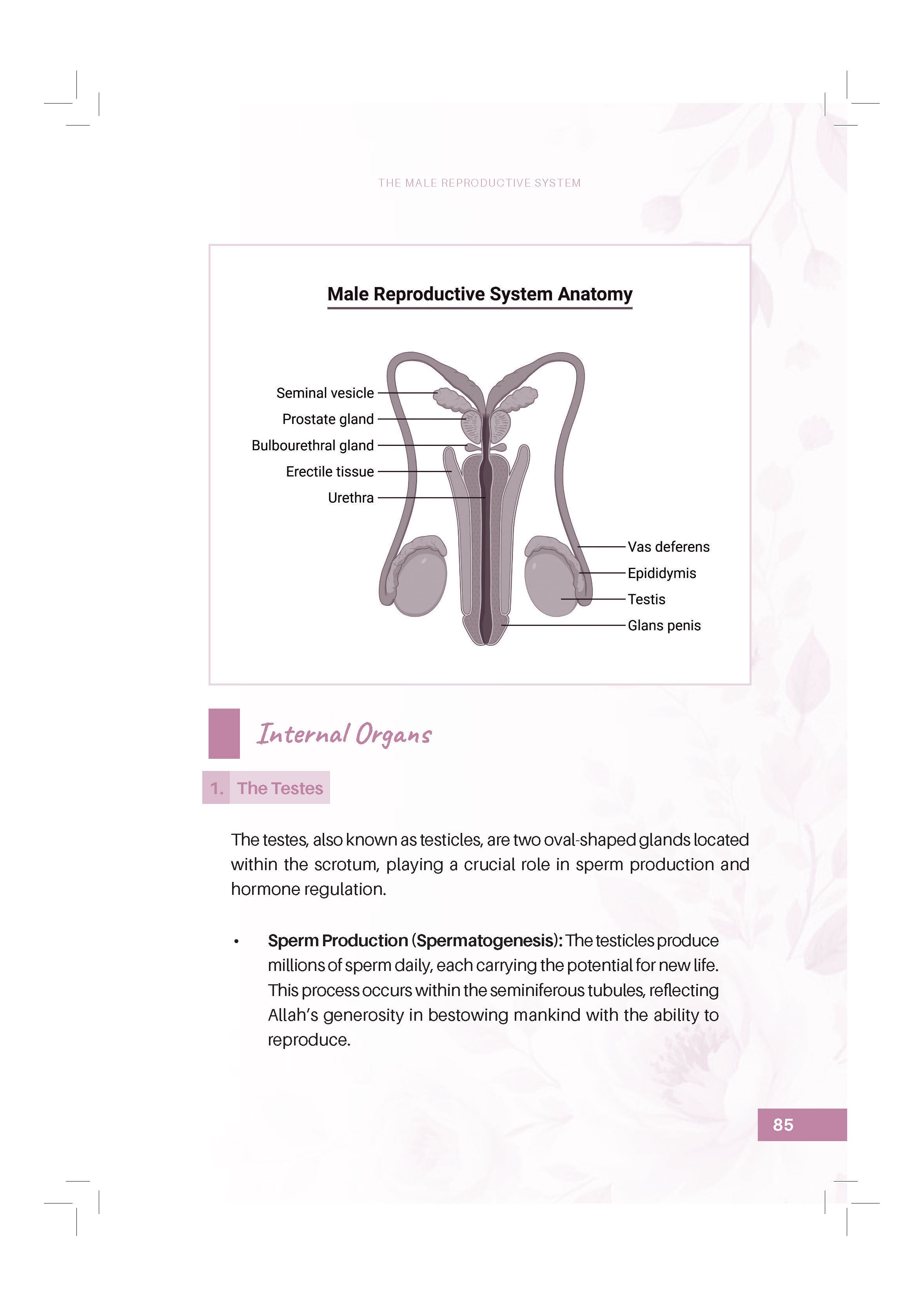 Designed By Allah: Understanding Pregnancy Through Faith And Science - (TBBK1617)