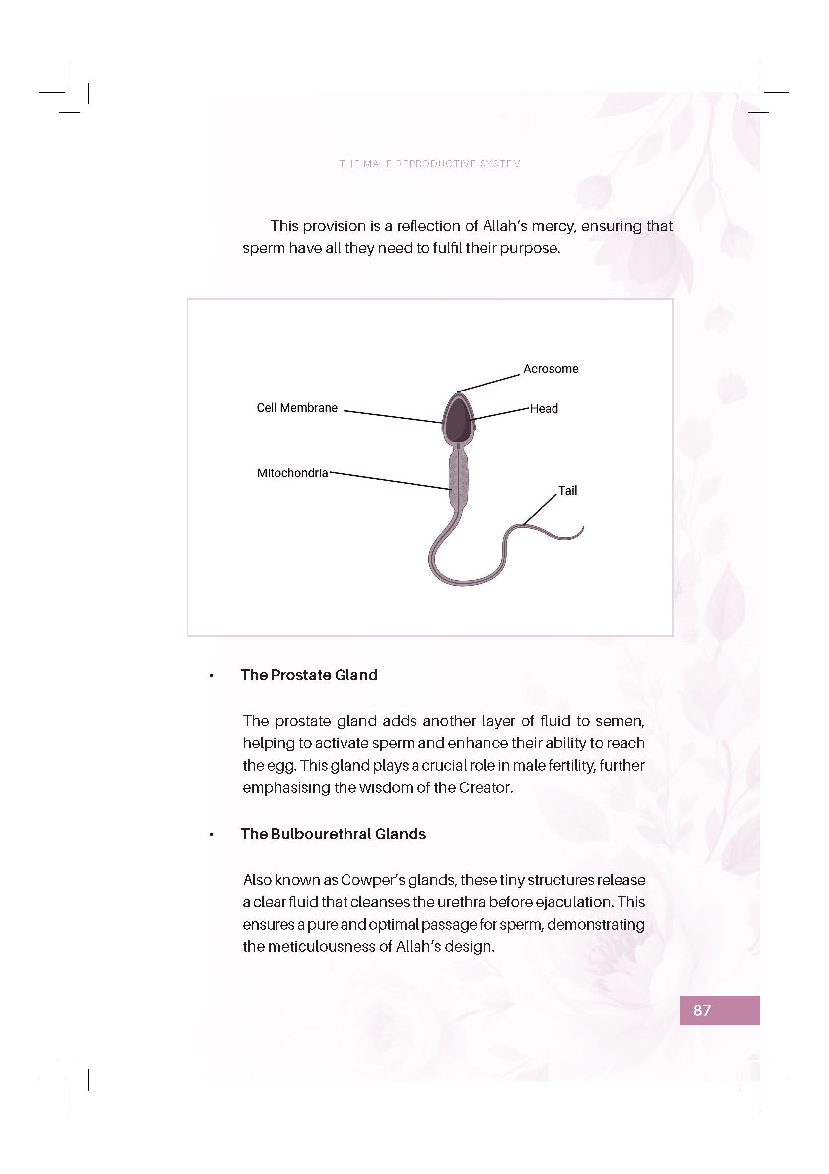 Designed By Allah: Understanding Pregnancy Through Faith And Science - (TBBK1617)