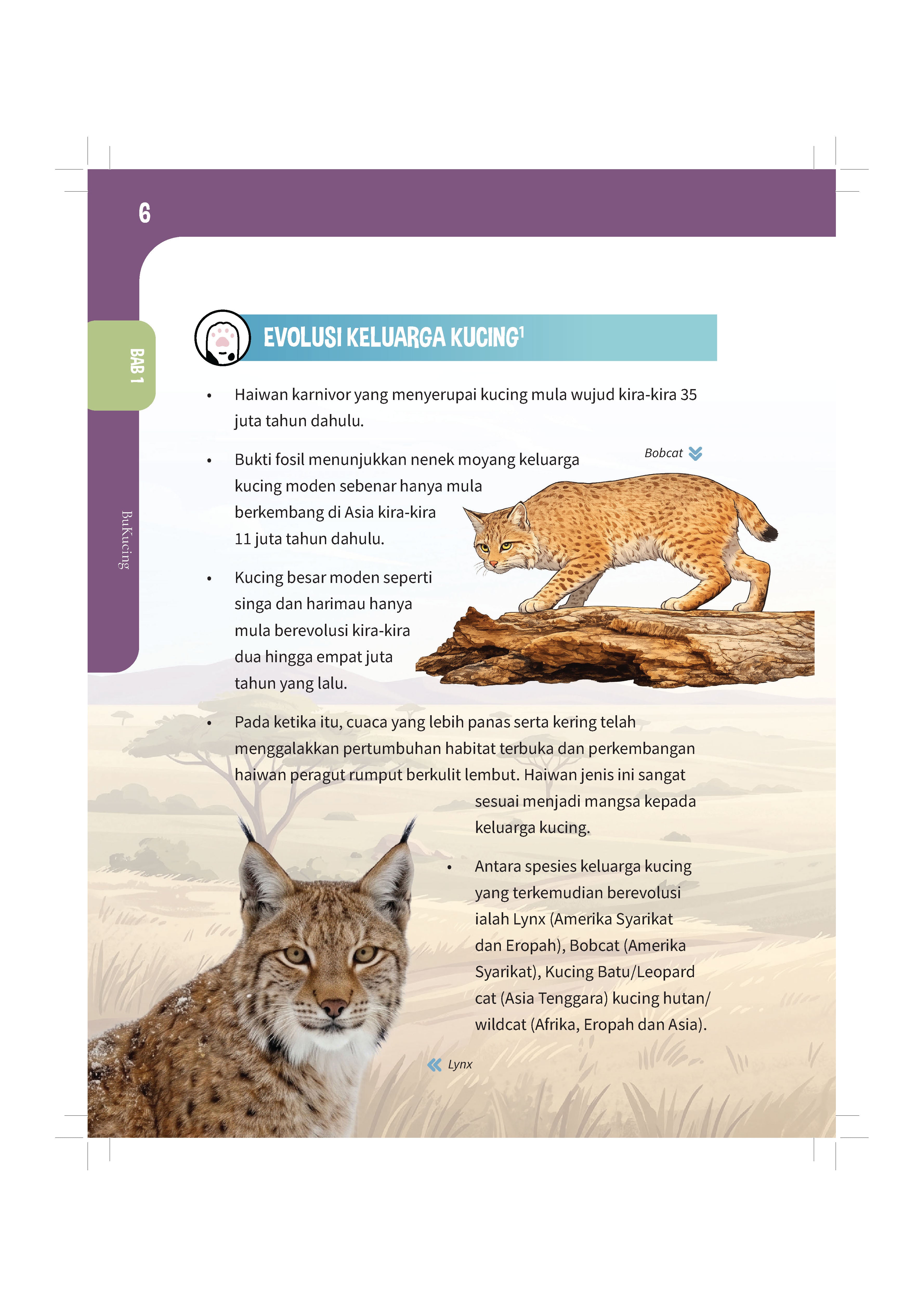 Bukucing - (TBBK1626)