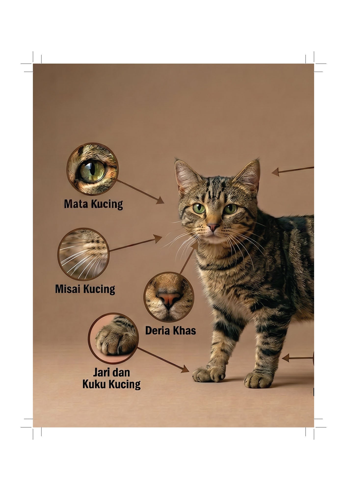 Bukucing - (TBBK1626)