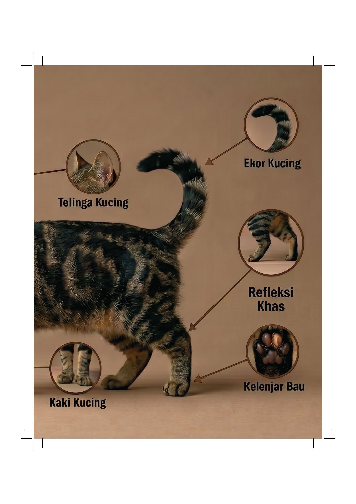 Bukucing - (TBBK1626)