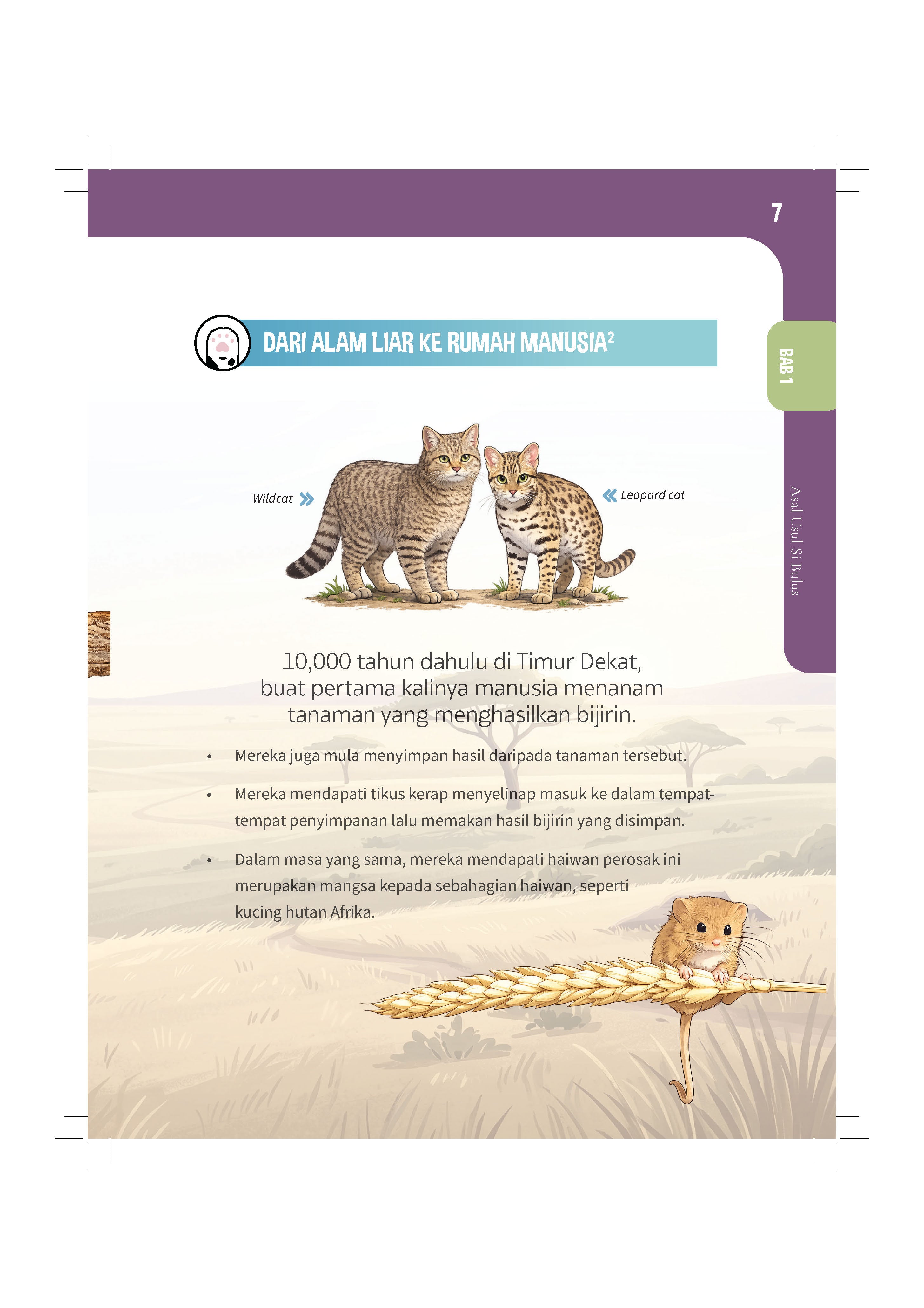 Bukucing - (TBBK1626)
